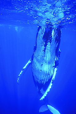 Adult Humpback Whale (Megaptera novaeangliae) underwater in the AuAu Channel off Maui, Hawaii, USA. Pacific Ocean.