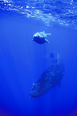 Mother and calf Humpback Whale (Megaptera novaeangliae) underwater in the AuAu Channel, Maui, Hawaii, USA.