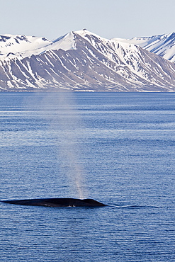 A very rare sighting of an adult blue Whale (Balaenoptera musculus) surfacing off the northwestern side of Spitsbergen Island in the Svalbard Archipelago, Barents Sea, Norway