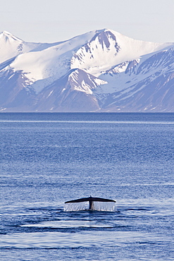 A very rare sighting of an adult blue Whale (Balaenoptera musculus) fluke-up dive off the northwestern side of Spitsbergen Island in the Svalbard Archipelago, Barents Sea, Norway