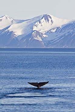 A very rare sighting of an adult blue Whale (Balaenoptera musculus) fluke-up dive off the northwestern side of Spitsbergen Island in the Svalbard Archipelago, Barents Sea, Norway