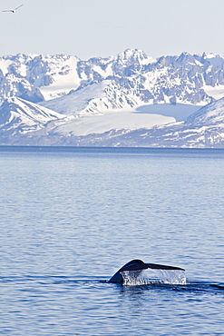 A very rare sighting of an adult blue Whale (Balaenoptera musculus) fluke-up dive off the northwestern side of Spitsbergen Island in the Svalbard Archipelago, Barents Sea, Norway