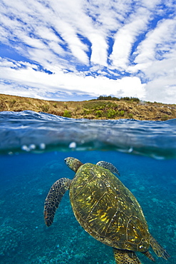 Adult green sea turtle (Chelonia mydas) in the protected marine sanctuary at Honolua Bay, Maui, Hawaii, USA