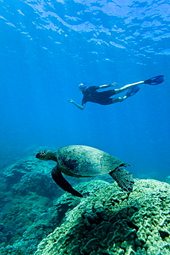 Green sea turtle (Chelonia mydas) at cleaning station at Olowalu Reef, Maui, Hawaii, USA