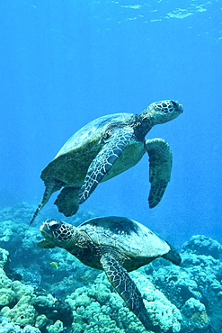 Green sea turtle (Chelonia mydas) at cleaning station at Olowalu Reef, Maui, Hawaii, USA