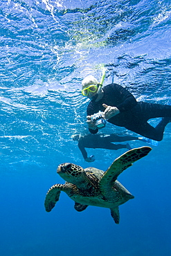 Green sea turtle (Chelonia mydas) at cleaning station at Olowalu Reef, Maui, Hawaii, USA