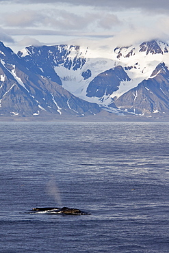 Mother and calf humpback whales (Megaptera novaeangliae)  surfacing off the continental shelf west of Spitsbergen in the Barents Sea, Norway