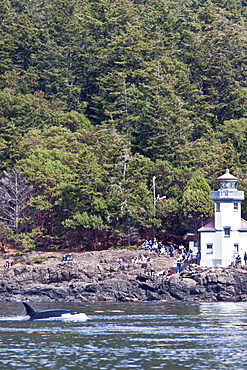 Excited whale watchers on shore see all three resident killer whale (Orcinus orca) pods off Lime Kiln lighthouse, San Juan Island, Washington State, USA