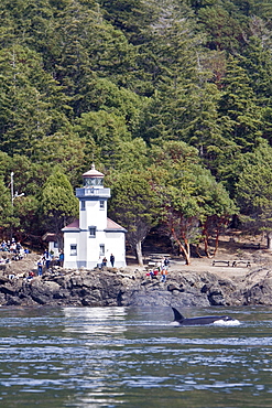 Excited whale watchers on shore see all three resident killer whale (Orcinus orca) pods off Lime Kiln lighthouse, San Juan Island, Washington State, USA