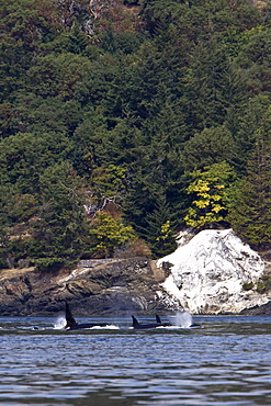 Excited whale watchers on shore see all three resident killer whale (Orcinus orca) pods off Lime Kiln lighthouse, San Juan Island, Washington State, USA