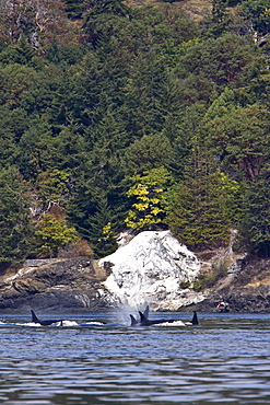 Excited whale watchers on shore see all three resident killer whale (Orcinus orca) pods off Lime Kiln lighthouse, San Juan Island, Washington State, USA