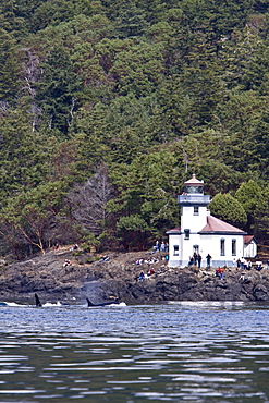 Excited whale watchers on shore see all three resident killer whale (Orcinus orca) pods off Lime Kiln lighthouse, San Juan Island, Washington State, USA