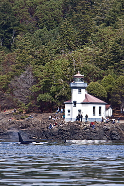 Excited whale watchers on shore see all three resident killer whale (Orcinus orca) pods off Lime Kiln lighthouse, San Juan Island, Washington State, USA