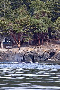 Excited whale watchers on shore see all three resident killer whale (Orcinus orca) pods off Lime Kiln lighthouse, San Juan Island, Washington State, USA