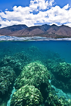 Half undewater and half above water view of Olowalu Reef on the west side of the island of Maui, Hawaii, USA. 