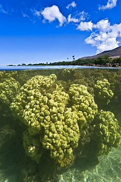 Half undewater and half above water view of Olowalu Reef on the west side of the island of Maui, Hawaii, USA. 