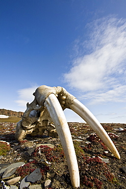 Walrus skull (Odobenus rosmarus rosmarus) on the tundra off Freemansundet in the Svalbard Archipelago in the Barents Sea, Norway