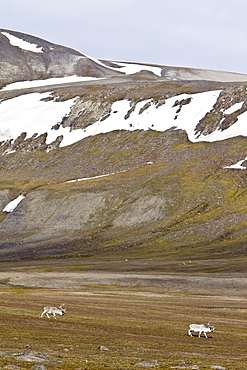 Svalbard reindeer (Rangifer tarandus platyrhynchus) on the tundra in Habenichtbutka, Edge Island in the Svalbard Archipelago, Norway