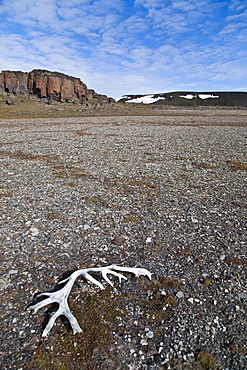 Svalbard reindeer antlers (Rangifer tarandus platyrhynchus) on the gentle plains of Talaveraflya on the south shore of Borentsoya, Svalbard Archipelago, Norway