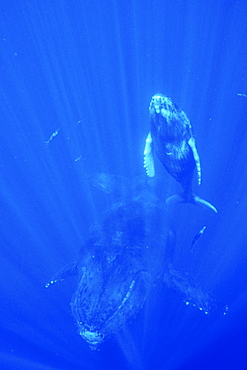 Humpback Whale (Megaptera novaeangliae)