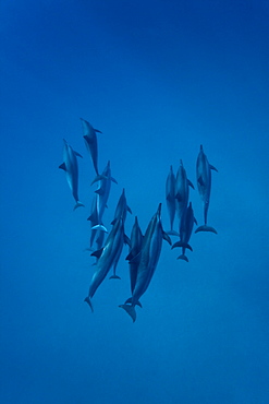 Hawaiian Spinner Dolphin pod (Stenella longirostris) underwater in Honolua Bay off the northwest coast of Maui, Hawaii, USA, Pacific Ocean