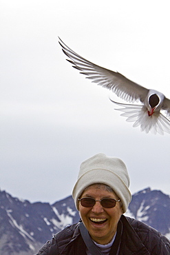 Adult arctic tern (Sterna paradisaea) defending a nest site from encroaching human on Spitsbergen Island in the Svalbard Archipelago, Norway