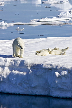 Mother polar bear (Ursus maritimus) with two coy (cubs-of-year) on multi-year ice floes in the Barents Sea off the eastern side of Heleysundet in the Svalbard Archipelago, Norway