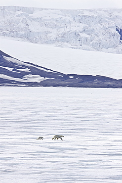 A mother polar bear (Ursus maritimus) with a single cub on fast ice floes in the Barents Sea, Svalbard Archipelago, Norway