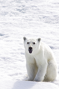 A curious young polar bear (Ursus maritimus), approaches the National Geographic Explorer after scavenging a polar bear carcass on multi-year ice floes in the Barents Sea in the Svalbard Archipelago, Norway