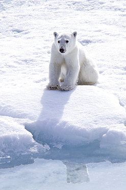 A curious young polar bear (Ursus maritimus), approaches the National Geographic Explorer after scavenging a polar bear carcass on multi-year ice floes in the Barents Sea in the Svalbard Archipelago, Norway