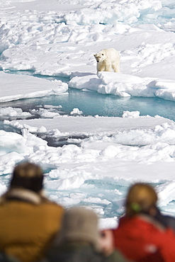 A curious adult polar bear (Ursus maritimus) approaches the National Geographic Explorer in the Barents Sea, Edge Island, Svalbard Archipelago, Norway