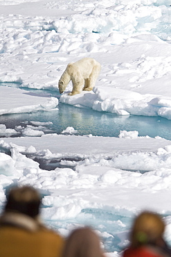 A curious adult polar bear (Ursus maritimus) approaches the National Geographic Explorer in the Barents Sea, Edge Island, Svalbard Archipelago, Norway