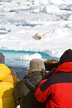 A curious adult polar bear (Ursus maritimus) approaches the National Geographic Explorer in the Barents Sea, Edge Island, Svalbard Archipelago, Norway