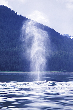 Adult Humpback Whale (Megaptera novaeangliae) surfacing (note blow) in Icy Strait, Southeast Alaska, USA. Pacific Ocean.