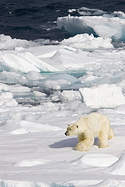 A curious adult polar bear (Ursus maritimus) approaches the National Geographic Explorer in the Barents Sea, Edge Island, Svalbard Archipelago, Norway