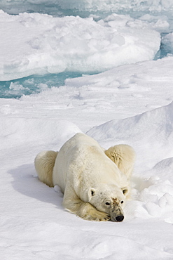 A curious adult polar bear (Ursus maritimus) approaches the National Geographic Explorer in the Barents Sea, Edge Island, Svalbard Archipelago, Norway