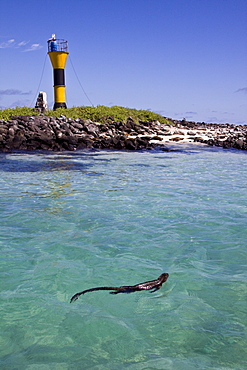 The endemic Galapagos marine iguana (Amblyrhynchus cristatus) in the Galapagos Island Archipelago, Ecuador