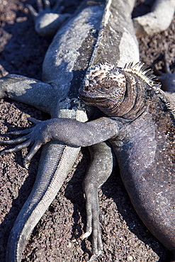 The endemic Galapagos marine iguana (Amblyrhynchus cristatus) in the Galapagos Island Archipelago, Ecuador