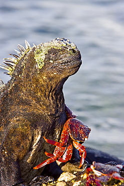 The endemic Galapagos marine iguana (Amblyrhynchus cristatus) in the Galapagos Island Archipelago, Ecuador