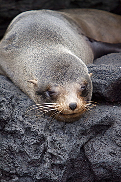 Galapagos fur seal (Arctocephalus galapagoensis) hauled out on lava flow in the Galapagos Island Archipelago, Ecuador