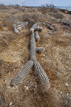 Cactus in bloom in the Sonoran Desert of the Baja California Peninsula, Mexico.