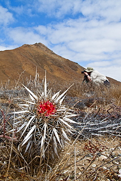 Cactus in bloom in the Sonoran Desert of the Baja California Peninsula, Mexico.