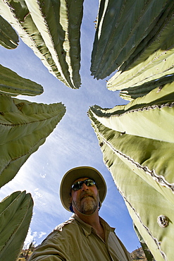 Cactus in bloom in the Sonoran Desert of Baja California, Mexico.