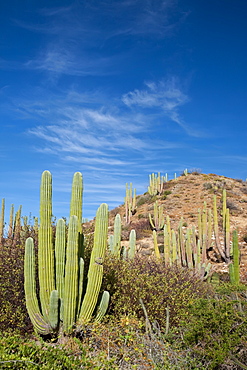 Cactus in bloom in the Sonoran Desert of the Baja California Peninsula, Mexico.