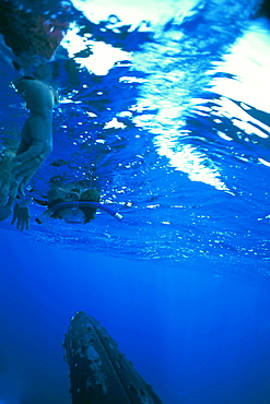 Curious adult Humpback Whale (Megaptera novaeangliae) approaches boat underwater (people hanging over the side of the boat wearing masks to view whale) near Maui, Hawaii, USA. Pacific Ocean.