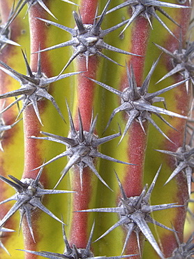 Cactus in bloom in the Sonoran Desert of Baja California, Mexico.