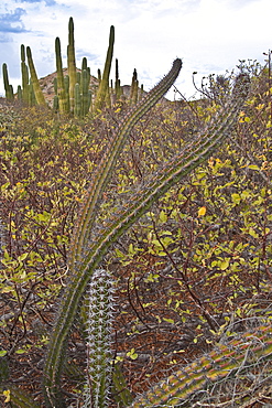 Cactus in bloom in the Sonoran Desert of the Baja California Peninsula, Mexico.