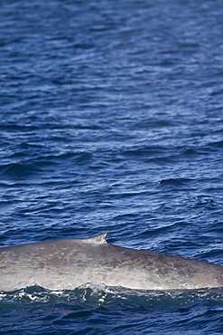 Adult blue whale (Balaenoptera musculus) surfacing (note tiny dorsal fin) in the middle Gulf of California (Sea of Cortez), Baja California Sur, Mexico