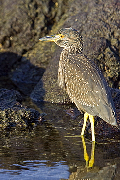 A young striated heron (Butorides striata) fishing along the lava shore in the Galapagos Islands, Ecuador. Pacific Ocean.