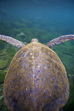 Adult green sea turtle (Chelonia mydas agassizii) underwater off the west side of Isabela Island in the waters surrounding the Galapagos Island Archipeligo, Ecuador. Pacific Ocean.